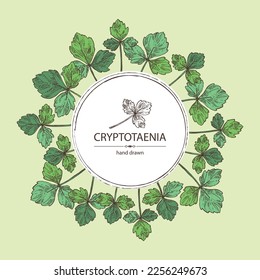 Background with cryptotaenia japonica: cryptotaenia leaves and plant. Honewort. Mitsuba Plant. Herbs and spices. Vector hand drawn illustration.