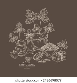 Background with cryptotaenia japonica: cryptotaenia leaves and plant. Honewort. Mitsuba Plant. Oil, soap and bath salt . Cosmetics and medical plant. Vector hand drawn illustration