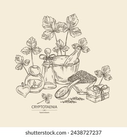 Background with cryptotaenia japonica: cryptotaenia leaves and plant. Honewort. Mitsuba Plant. Oil, soap and bath salt . Cosmetics and medical plant. Vector hand drawn illustration