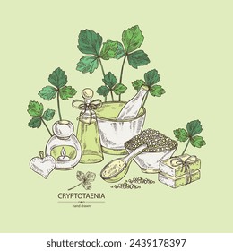 Background with cryptotaenia japonica: cryptotaenia leaves and plant. Honewort. Mitsuba Plant. Oil, soap and bath salt . Cosmetics and medical plant. Vector hand drawn illustration