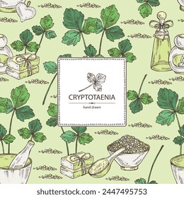 Background with cryptotaenia japonica: cryptotaenia leaves and plant. Honewort. Mitsuba Plant. Oil, soap and bath salt . Cosmetics and medical plant. Vector hand drawn illustration