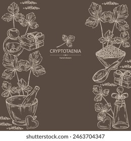 Background with cryptotaenia japonica: cryptotaenia leaves and plant. Honewort. Mitsuba Plant. Oil, soap and bath salt . Cosmetics and medical plant. Vector hand drawn illustration