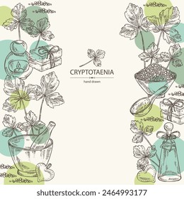 Background with cryptotaenia japonica: cryptotaenia leaves and plant. Honewort. Mitsuba Plant. Oil, soap and bath salt . Cosmetics and medical plant. Vector hand drawn illustration