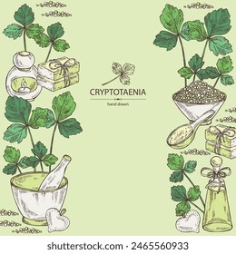 Background with cryptotaenia japonica: cryptotaenia leaves and plant. Honewort. Mitsuba Plant. Oil, soap and bath salt . Cosmetics and medical plant. Vector hand drawn illustration