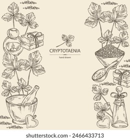 Background with cryptotaenia japonica: cryptotaenia leaves and plant. Honewort. Mitsuba Plant. Oil, soap and bath salt . Cosmetics and medical plant. Vector hand drawn illustration