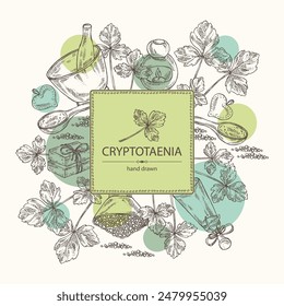 Background with cryptotaenia japonica: cryptotaenia leaves and plant. Honewort. Mitsuba Plant. Oil, soap and bath salt . Cosmetics and medical plant. Vector hand drawn illustration