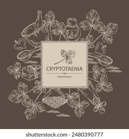 Background with cryptotaenia japonica: cryptotaenia leaves and plant. Honewort. Mitsuba Plant. Oil, soap and bath salt . Cosmetics and medical plant. Vector hand drawn illustration