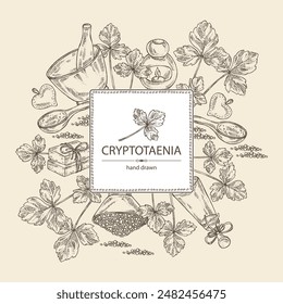 Background with cryptotaenia japonica: cryptotaenia leaves and plant. Honewort. Mitsuba Plant. Oil, soap and bath salt . Cosmetics and medical plant. Vector hand drawn illustration