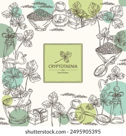 Background with cryptotaenia japonica: cryptotaenia leaves and plant. Honewort. Mitsuba Plant. Oil, soap and bath salt . Cosmetics and medical plant. Vector hand drawn illustration