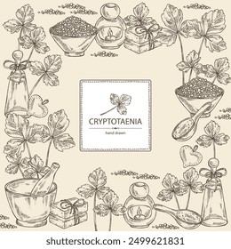 Background with cryptotaenia japonica: cryptotaenia leaves and plant. Honewort. Mitsuba Plant. Oil, soap and bath salt . Cosmetics and medical plant. Vector hand drawn illustration