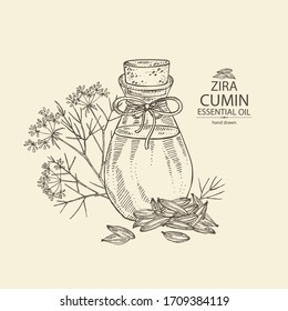 Background with cumin and bottle of cumin essential oil. Cosmetic, perfumery and medical plant. Vector hand drawn illustration