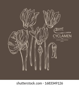 Background with cyclamen: cyclamen flowers, bud and leaves. Alpine violet. Cosmetic, perfumery and medical plant. Vector hand drawn illustration