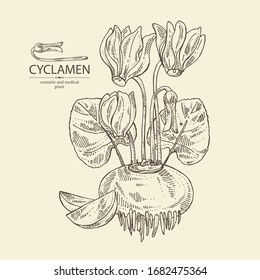 Hintergrund mit Cyclamen: Cyclamen Blumen, Knospen, Wurzeln und Blätter. Alpenviolett. Kosmetik, Parfüm und medizinische Anlagen. Vektorillustration, handgezeichnet