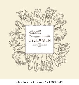 Background with cyclamen: cyclamen flowers, bud, root and leaves. Alpine violet. Cosmetic, perfumery and medical plant. Vector hand drawn illustration