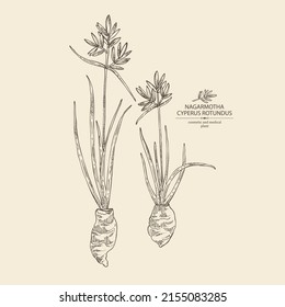 Antecedentes con ciperus rotundus: planta de ciperus rotundus, hojas de nagarmotha y raíces de ciperus rotundus. Nagarmotha. Cosmética, perfumería y planta médica. Dibujo manual del vector