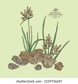 Background with cyperus rotundus: cyperus rotundus plant, nagarmotha leaves and cyperus rotundus roots. Nagarmotha. Cosmetic, perfumery and medical plant. Vector hand drawn