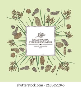 Background with cyperus rotundus: cyperus rotundus plant, nagarmotha leaves and cyperus rotundus roots. Nagarmotha. Cosmetic, perfumery and medical plant. Vector hand drawn
