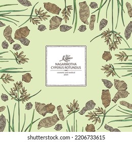 Background with cyperus rotundus: cyperus rotundus plant, nagarmotha leaves and cyperus rotundus roots. Nagarmotha. Cosmetic, perfumery and medical plant. Vector hand drawn