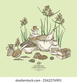 Background with cyperus rotundus: cyperus rotundus plant, nagarmotha leaves and cyperus rotundus roots. Nagarmotha. Oil, soap and bath salt . Cosmetics and medical plant. Vector hand drawn