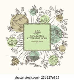 Background with cyperus rotundus: cyperus rotundus plant, nagarmotha leaves and cyperus rotundus roots. Nagarmotha. Oil, soap and bath salt . Cosmetics and medical plant. Vector hand drawn