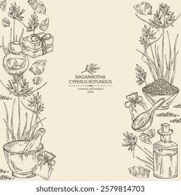 Background with cyperus rotundus: cyperus rotundus plant, nagarmotha leaves and cyperus rotundus roots. Nagarmotha. Oil, soap and bath salt . Cosmetics and medical plant. Vector hand drawn