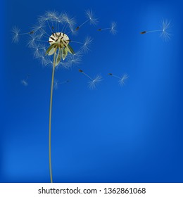 background with dandelions, vector, illustration
