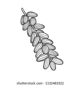 Background with date fruit branch, date fruits and leaves. Vector hand drawn illustration.