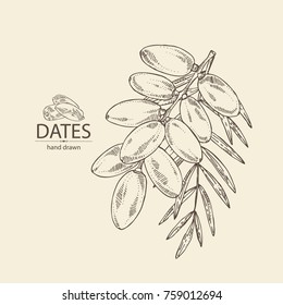 Background with date fruit: branch, date fruits and leaves. Vector hand drawn illustration.