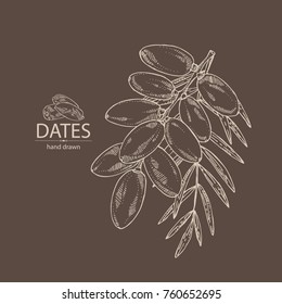 Background with date fruit: branch, date fruits and leaves. Vector hand drawn illustration.