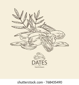 Background with date fruit: branch, date fruits and leaves. Vector hand drawn illustration.