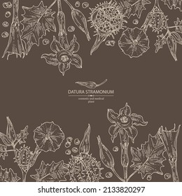Background with datura stramonium: leaves, datura stramonium flowers and plant. Datura common. Cosmetic, perfumery and medical plant. Vector hand drawn illustration.