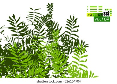 background delicate flowers with butterflies of the lines. Vector