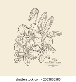 Background with dendrobium nobile: leaves, dendrobium nobile flowers and orchid plant. Cosmetic, perfumery and medical plant. Vector hand drawn illustration.