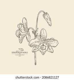 Background with dendrobium nobile: leaves, dendrobium nobile flowers and orchid plant. Cosmetic, perfumery and medical plant. Vector hand drawn illustration.