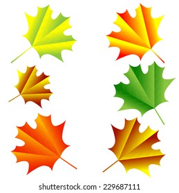 background for a design with the autumn leaves of maple,vector illustration