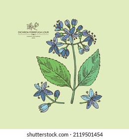 Background with dichroa febrifuga lour: dichroa plant, leaves and dichroa febrifuga flowers. Cosmetic, perfumery and medical plant. Vector hand drawn illustration.