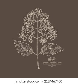 Background with dichroa febrifuga lour: dichroa plant, leaves and dichroa febrifuga flowers. Cosmetic, perfumery and medical plant. Vector hand drawn illustration.