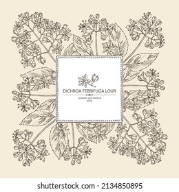 Background with dichroa febrifuga lour: dichroa plant, leaves and dichroa febrifuga flowers. Cosmetic, perfumery and medical plant. Vector hand drawn illustration.