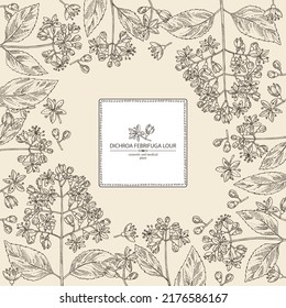 Antecedentes con dicroa febrifuga menor: planta de dicroa, hojas y flores de dicroa febrifuga. Cosmética, perfumería y planta médica. Ilustración dibujada a mano por vectores.