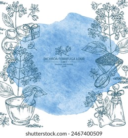 Background with dichroa febrifuga lour: dichroa plant, leaves and dichroa febrifuga flowers. Oil, soap and bath salt . Cosmetics and medical plant. Vector hand