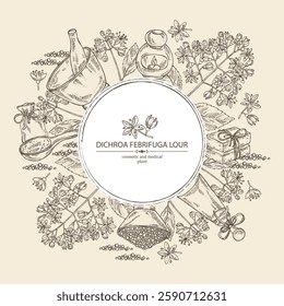 Background with dichroa febrifuga lour: dichroa plant, leaves and dichroa febrifuga flowers. Oil, soap and bath salt . Cosmetics and medical plant. Vector hand