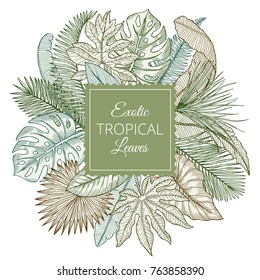 Background with different exotic tropical leaves and jungle palms. Hand drawn vector illustrations. Exotic tropical plant palm, floral jungle leaf