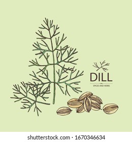 Background with dill: dill leaves and seeds. Herbs and spices. Vector hand drawn illustration.