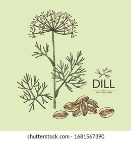 Background with dill: dill leaves and seeds. Herbs and spices. Vector hand drawn illustration.