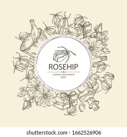Background with dog rose: branch of rose hip, dog rose berries, rosehip flowers and leaves. Dog rose. Oil, soap and bath salt . Cosmetics and medical plant. Vector hand drawn illustration