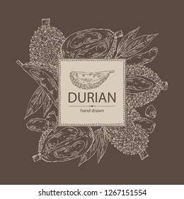 Background with durian: fruit and leaves. Vector hand drawn illustration.