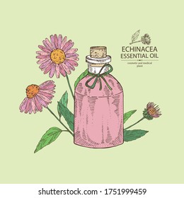 Fondo con flores de equinácea y botella de aceite esencial de equinácea. Cosmética, perfumería y planta médica. Ilustración dibujada a mano por vectores.