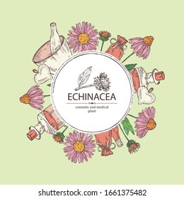 Background with echinacea: plant, leaves and echinacea flowers. Cosmetic and medical plant. Vector hand drawn illustration