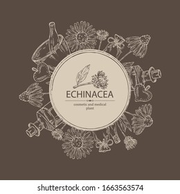 Background with echinacea: plant, leaves and echinacea flowers. Cosmetic and medical plant. Vector hand drawn illustration