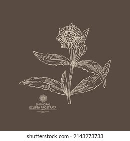 Background with eclipta prostrata: bhringraj plant, leaves and eclipta prostrata flowers. Cosmetic, perfumery and medical plant. Vector hand drawn illustration.